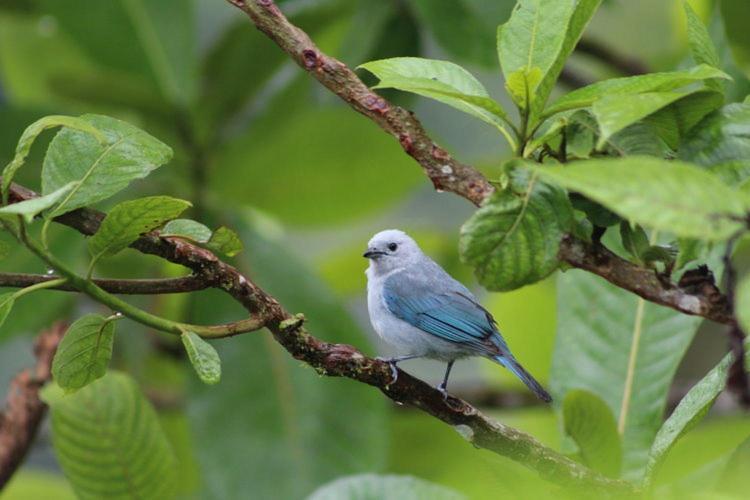 Elegant Home In Private Ecological Property, With Private River - Bird Watching 240 Bird Species Nanegal ภายนอก รูปภาพ